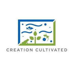 Madagascar Hissing Roaches (8ct Starter Colony – 5 Females / 3 Males) | Feeder Insects or Pets