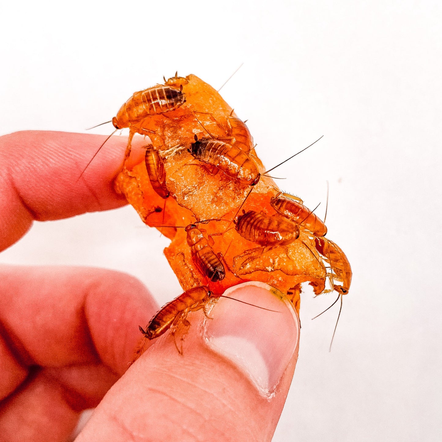 (MEDIUM) Red Runner Roaches - 1/2" Inch