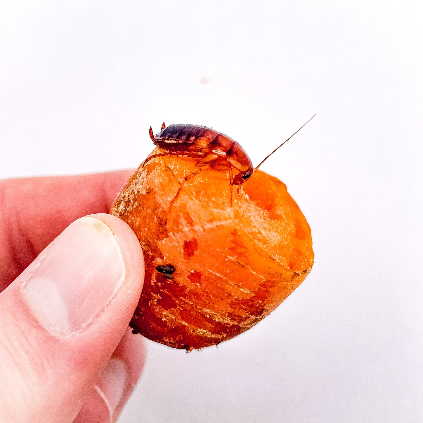 (LARGE) Red Runner Roaches - 3/4" Inch