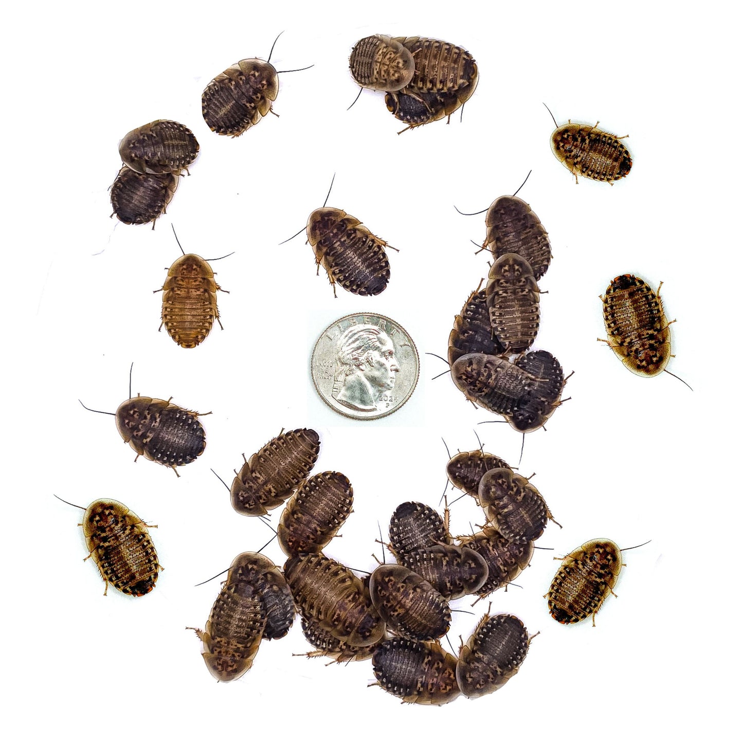 Dubia Roaches (LARGE - 7/8" Inch)