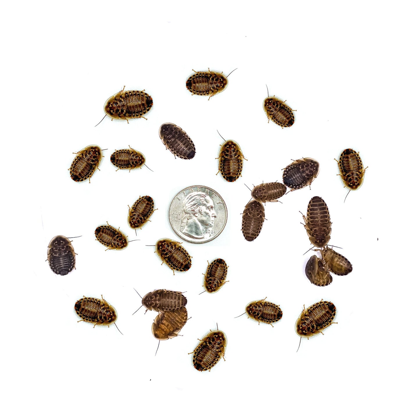 Dubia Roaches (MEDIUM - 5/8" Inch)