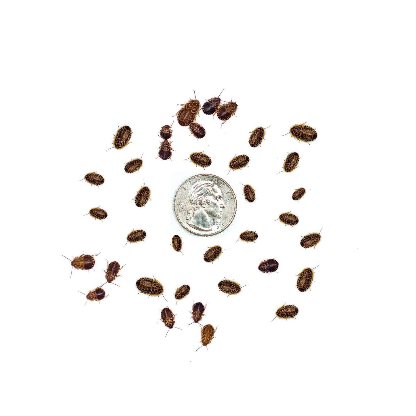 Dubia Roaches (SMALL - 1/4" Inch)