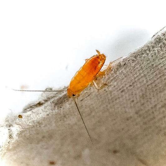 (X-SMALL) Red Runner Roaches - 1/8" Inch