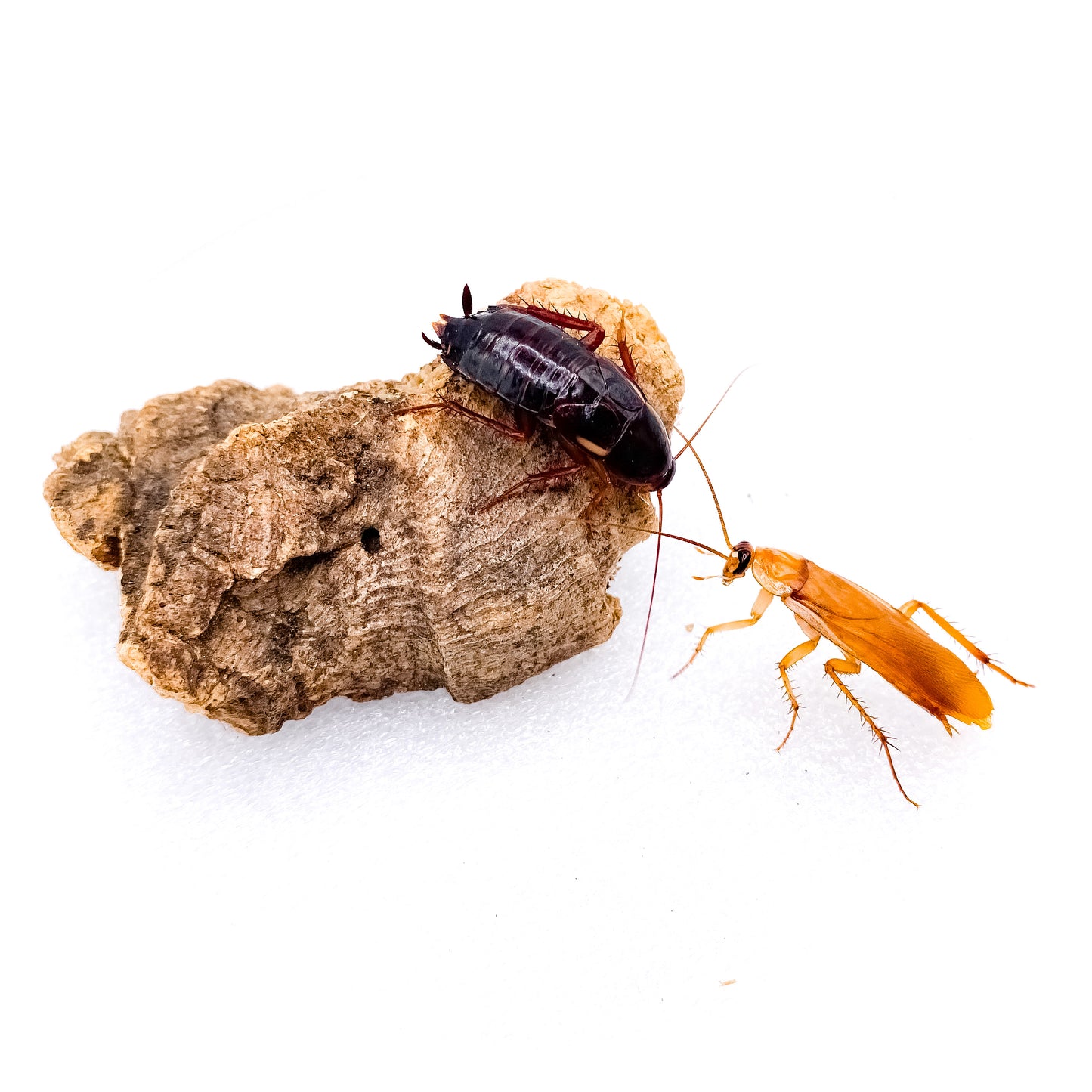 (X-LARGE) Red Runner Roaches - 1" Inch