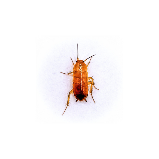 (SMALL) Red Runner Roaches - 1/4" Inch
