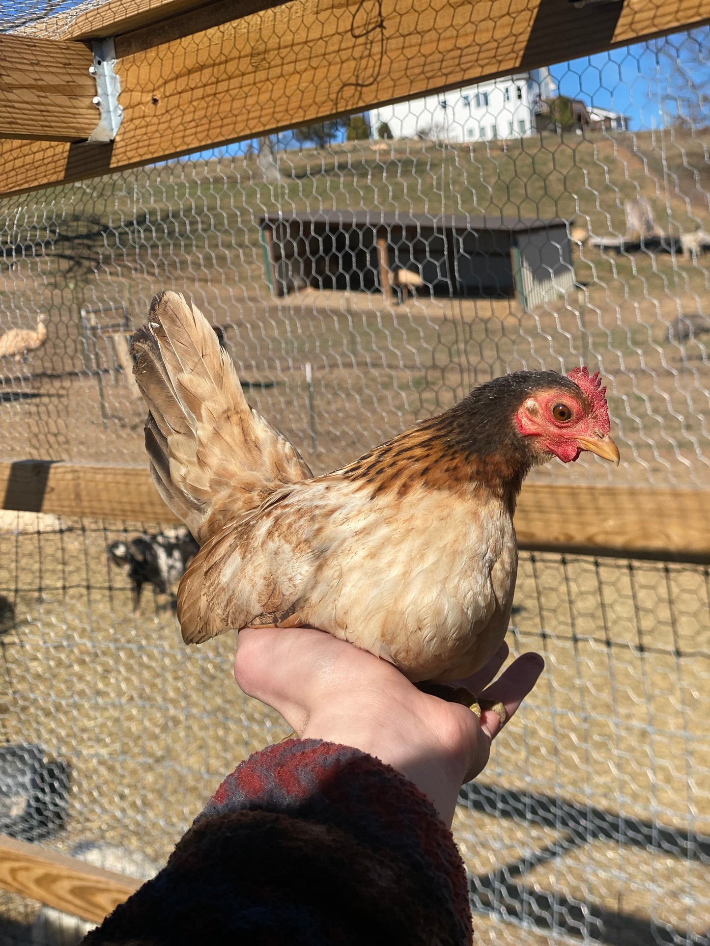 Miniature Serama Hatching Eggs (12+) – Rare Micro Chickens with Elite Bloodlines