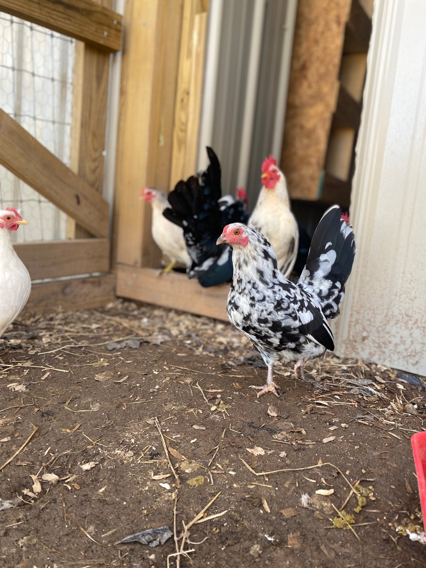 Miniature Serama Hatching Eggs (12+) – Rare Micro Chickens with Elite Bloodlines