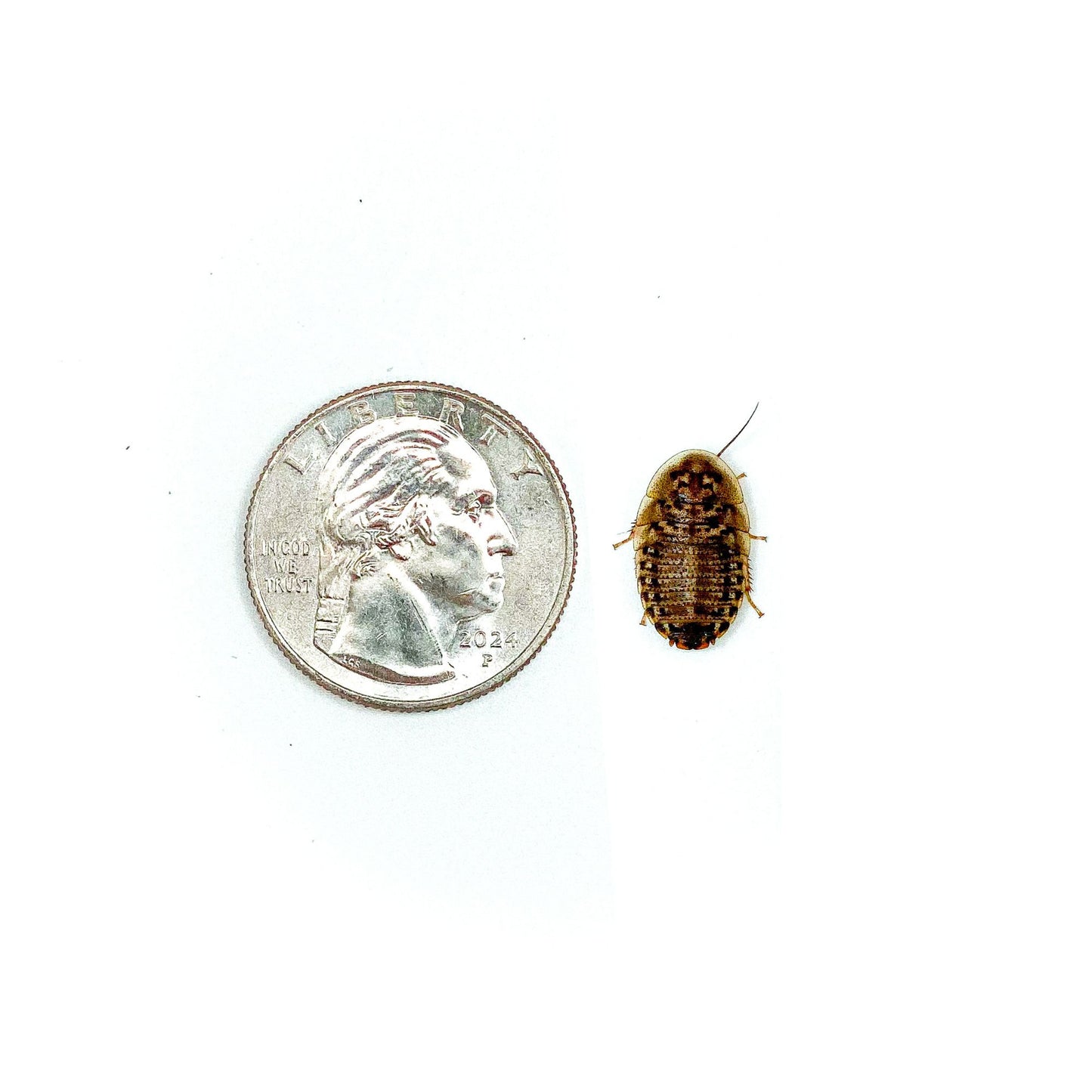 Dubia Roaches (MEDIUM - 5/8" Inch)