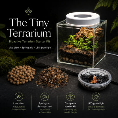 Complete Terrarium Kit - 4 Inch