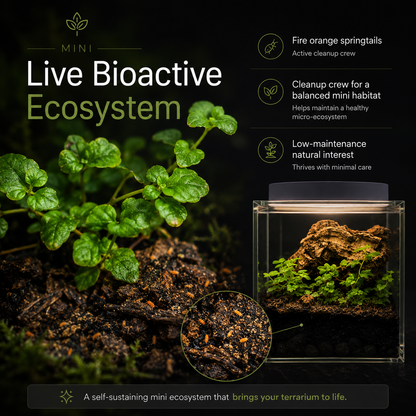 Complete Terrarium Kit - 4 Inch