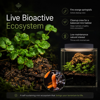 The Tiny Terrarium Kit - 4 Inch