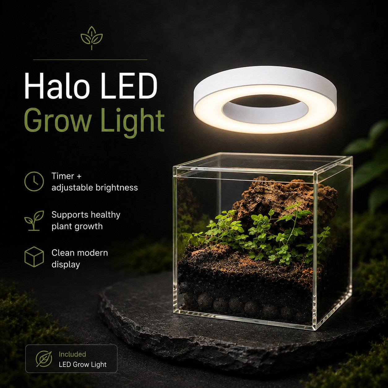Complete Terrarium Kit - 4 Inch
