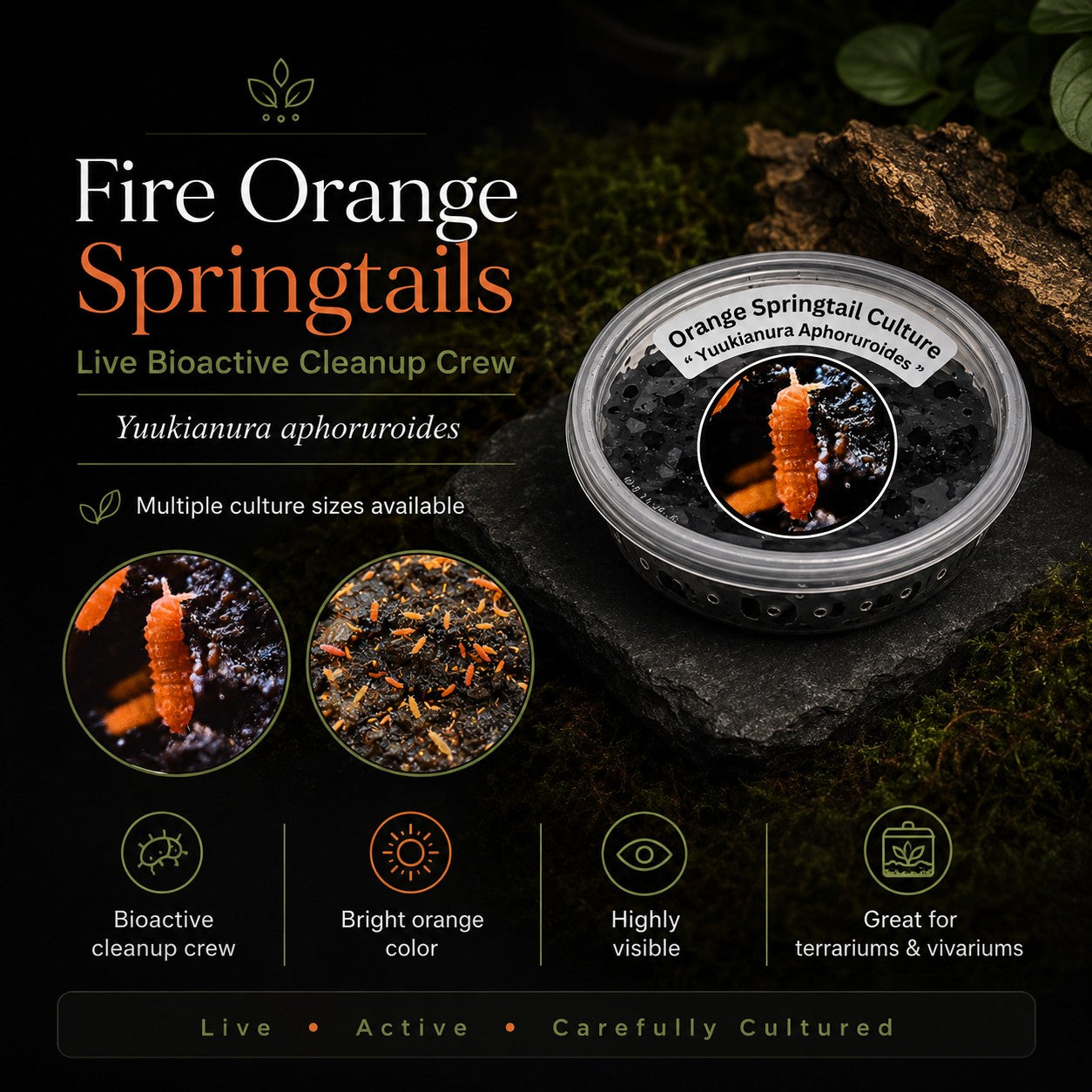 Fire Orange Springtails | Live Bioactive Cleanup Crew