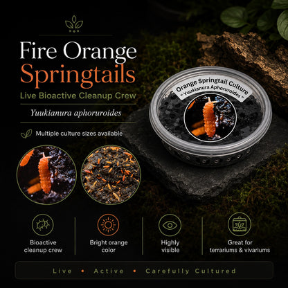 Fire Orange Springtails | Live Bioactive Cleanup Crew