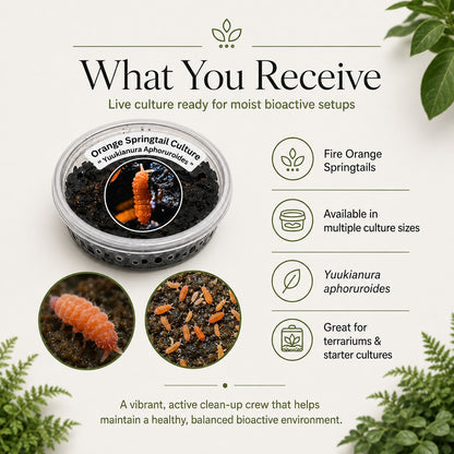 Fire Orange Springtails | Live Bioactive Cleanup Crew