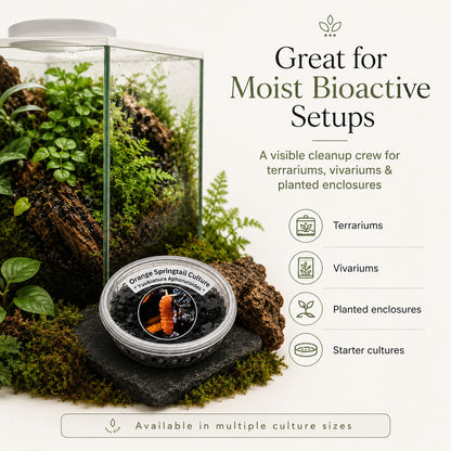 Fire Orange Springtails | Live Bioactive Cleanup Crew