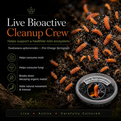 Fire Orange Springtails | Live Bioactive Cleanup Crew