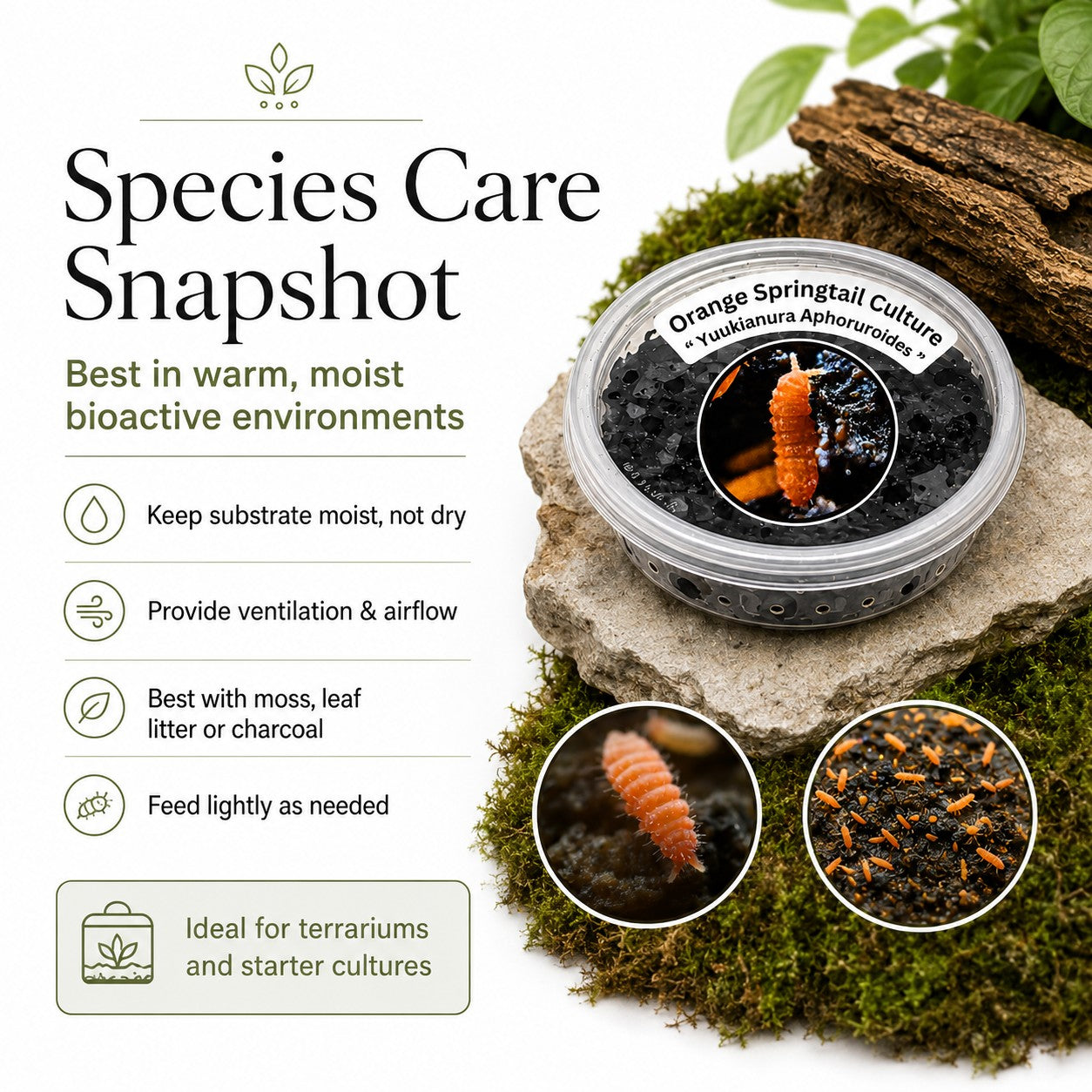 Fire Orange Springtails | Live Bioactive Cleanup Crew