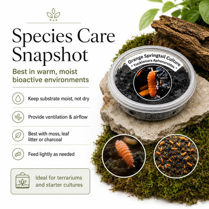 Fire Orange Springtails | Live Bioactive Cleanup Crew