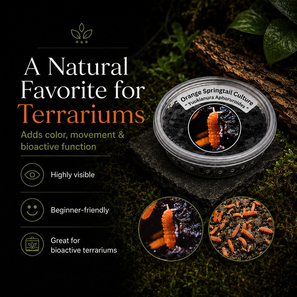 Fire Orange Springtails | Live Bioactive Cleanup Crew