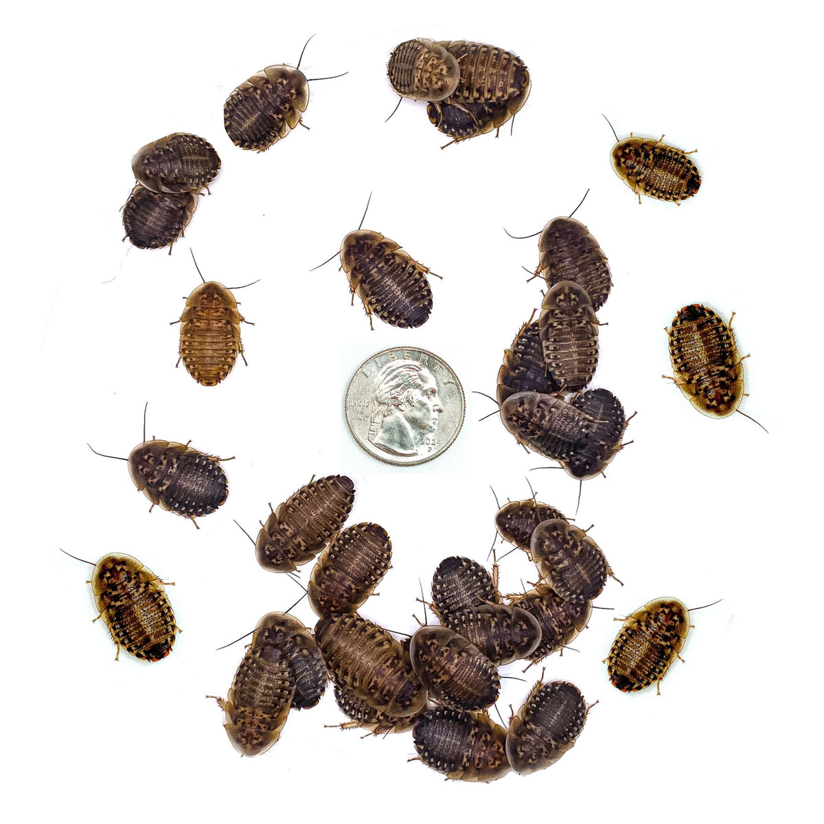 Scp Cockroach Dubia Roaches (LARGE - 7/8