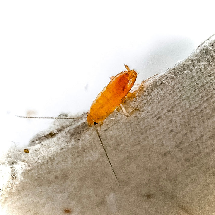 (X-SMALL) Red Runner Roaches - 1/8
