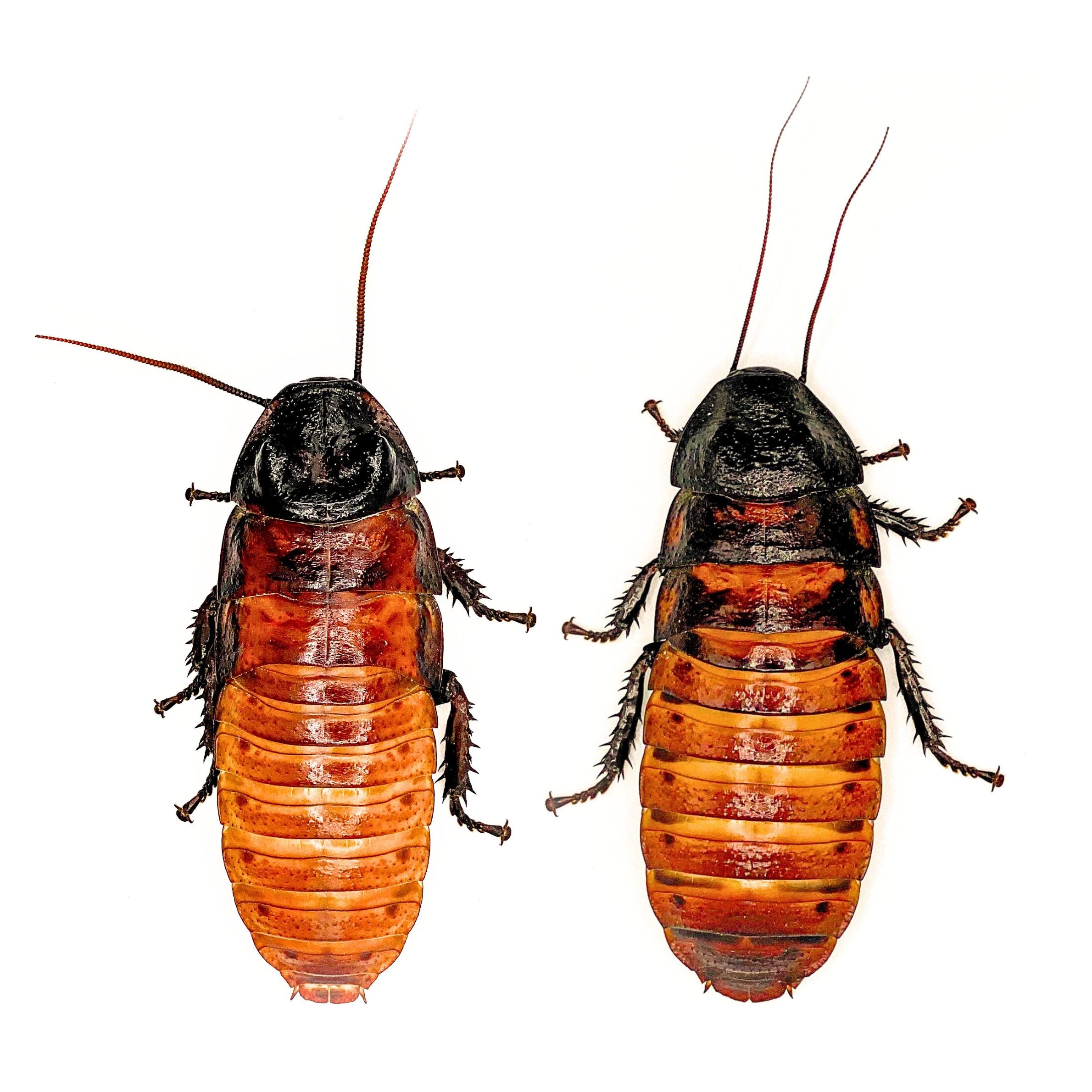 (1 Breeding Pair) Madagascar Hissing Roaches – Creation Cultivated