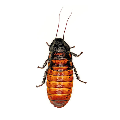 Madagascar Hissing Roaches (8ct Starter Colony – 5 Females / 3 Males) | Feeder Insects or Pets