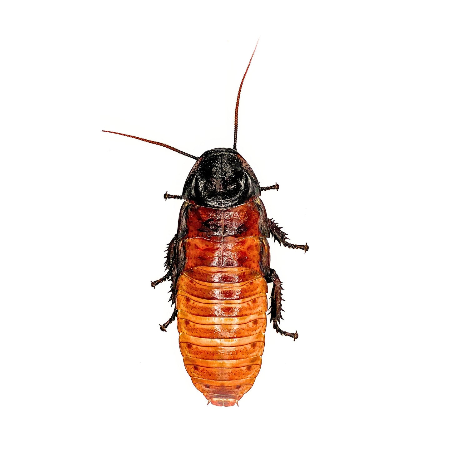 Hazing Cockroach (1 Adult Male) Madagascar Hissing Roaches – Creation Cultivated