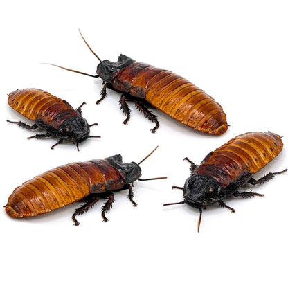 Madagascar Hissing Roaches (8ct Starter Colony – 5 Females / 3 Males) | Feeder Insects or Pets