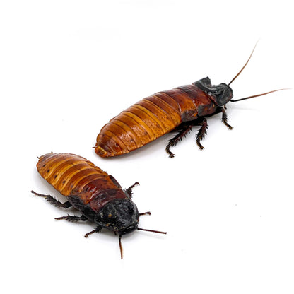 Madagascar Hissing Roaches (8ct Starter Colony – 5 Females / 3 Males) | Feeder Insects or Pets