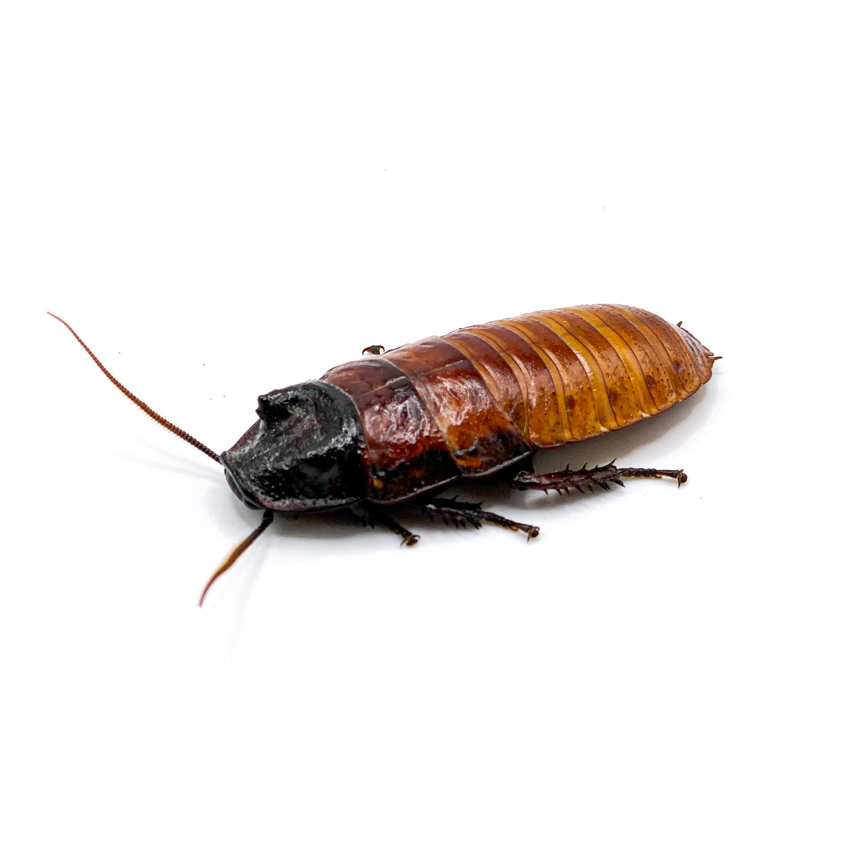 Hazing Cockroach (1 Adult Male) Madagascar Hissing Roaches – Creation Cultivated