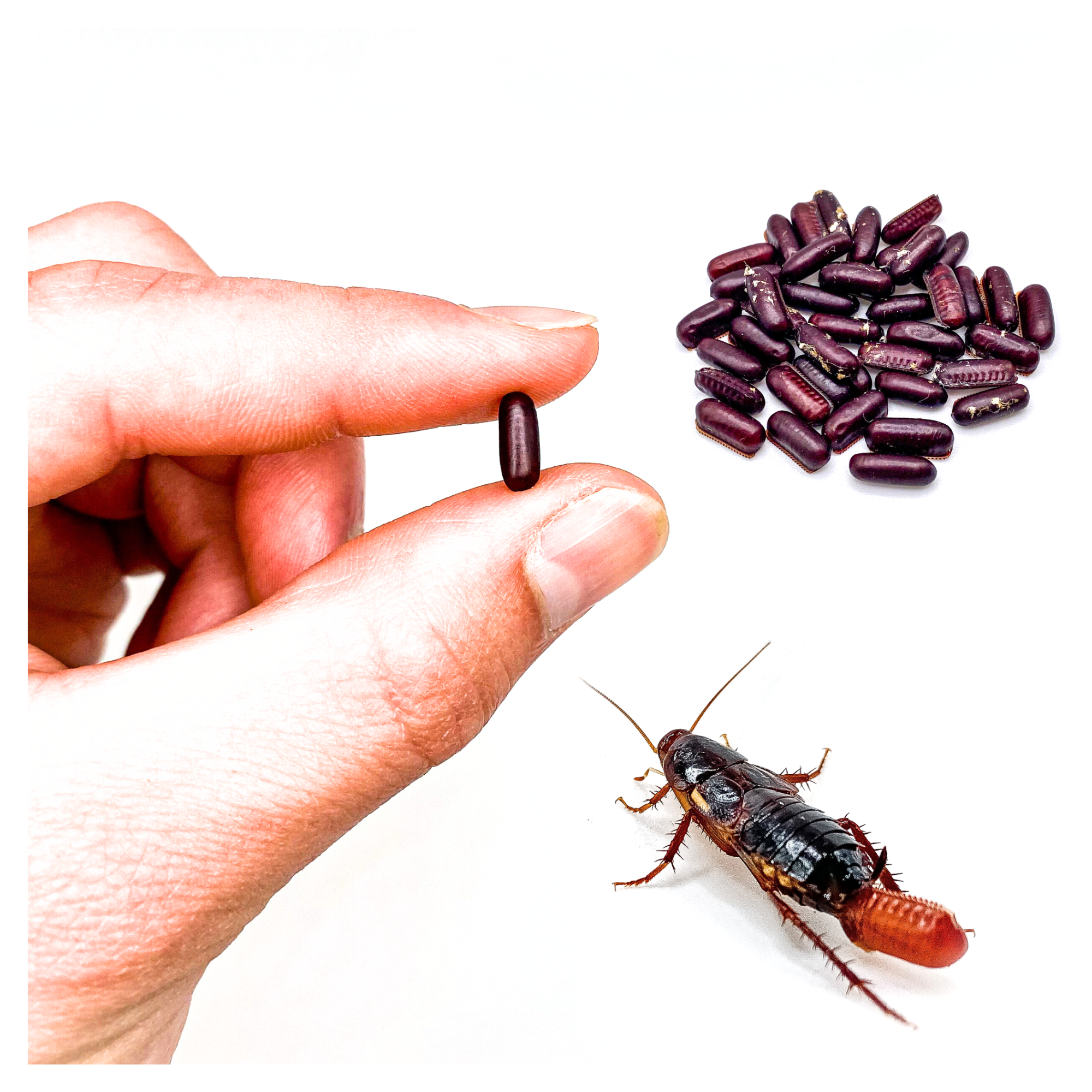 Red Running Cockroach Red Runner Roaches Starter Colony (50 Adult Breeders / 20 Eggs ...