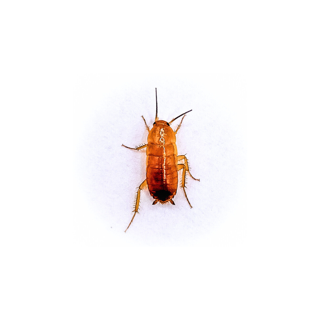 Red Runner Roaches (SMALL - 1/4" Inch)