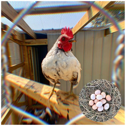 Miniature Serama Hatching Eggs (12) – Rare Micro Chickens with Elite Bloodlines