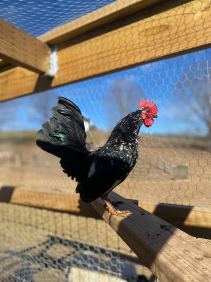 Miniature Serama Hatching Eggs (12) – Rare Micro Chickens with Elite Bloodlines