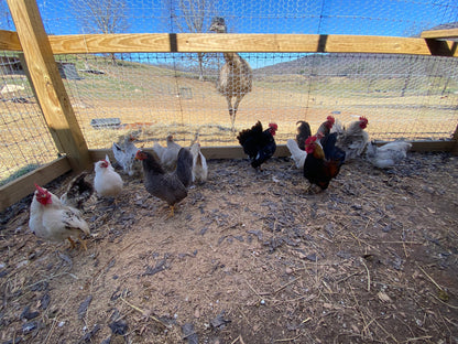 Miniature Serama Hatching Eggs (12) – Rare Micro Chickens with Elite Bloodlines