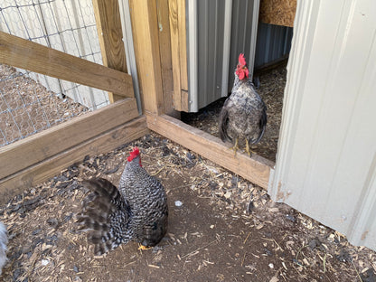 Miniature Serama Hatching Eggs (12) – Rare Micro Chickens with Elite Bloodlines