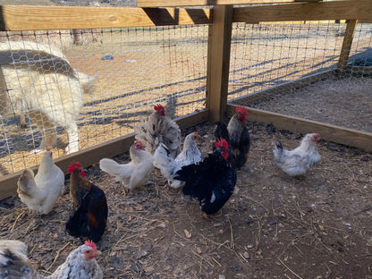 Miniature Serama Hatching Eggs (12) – Rare Micro Chickens with Elite Bloodlines