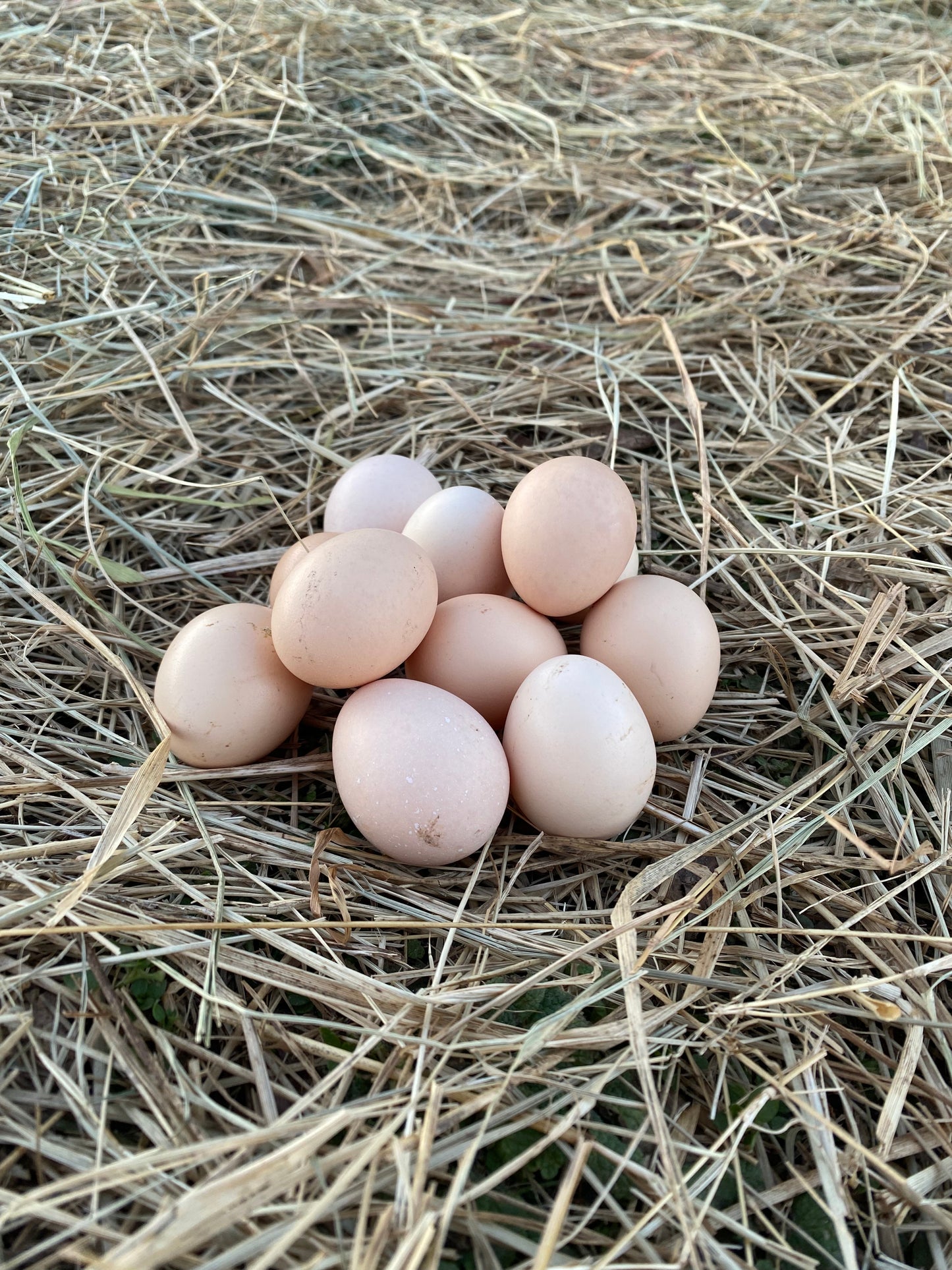 Miniature Serama Hatching Eggs (12+) – Rare Micro Chickens with Elite Bloodlines