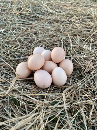 Miniature Serama Hatching Eggs (12) – Rare Micro Chickens with Elite Bloodlines