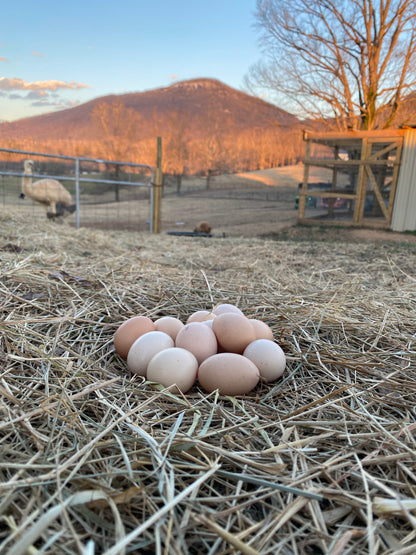 Miniature Serama Hatching Eggs (12) – Rare Micro Chickens with Elite Bloodlines