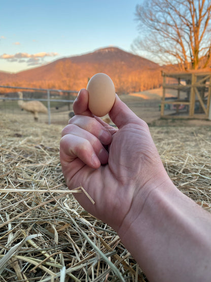 Miniature Serama Hatching Eggs (12) – Rare Micro Chickens with Elite Bloodlines