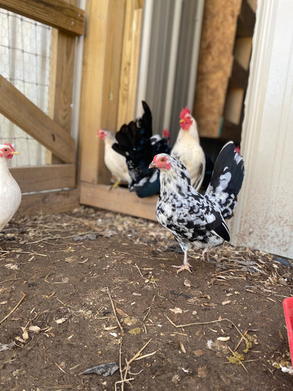 Miniature Serama Hatching Eggs (12) – Rare Micro Chickens with Elite Bloodlines
