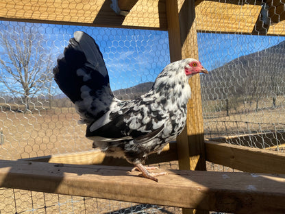 Miniature Serama Hatching Eggs (12) – Rare Micro Chickens with Elite Bloodlines