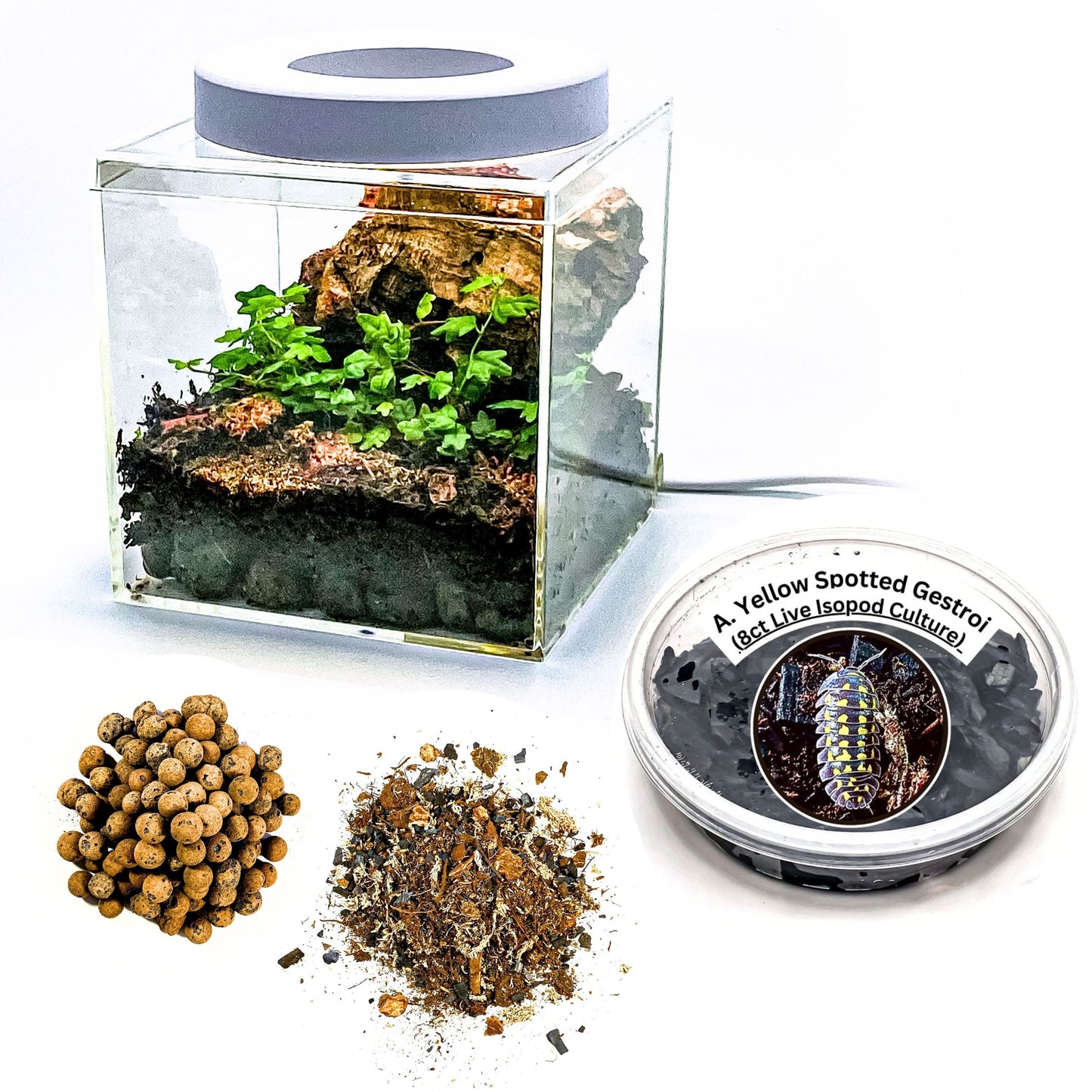 The Tiny Terrarium Kit (Live Isopods and Plants)