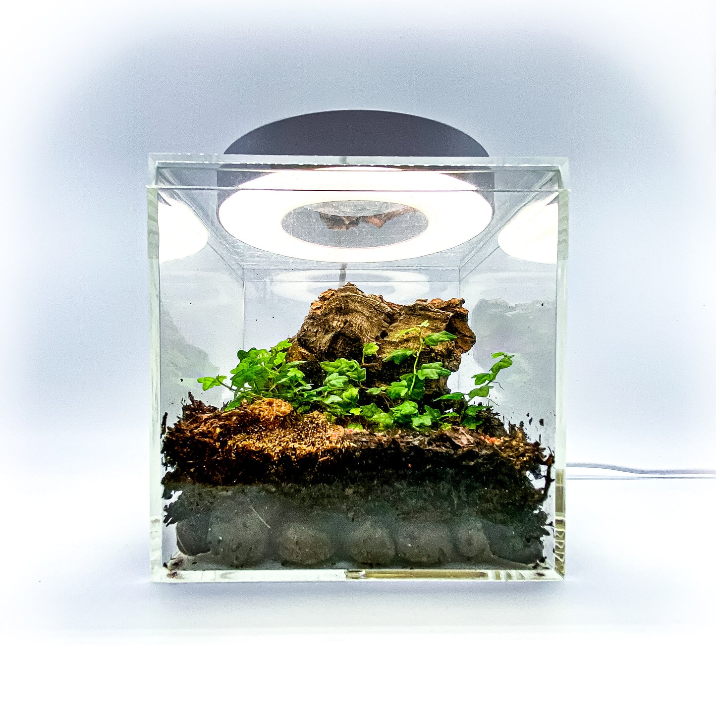 The Tiny Terrarium Kit (Live Isopods and Plants)