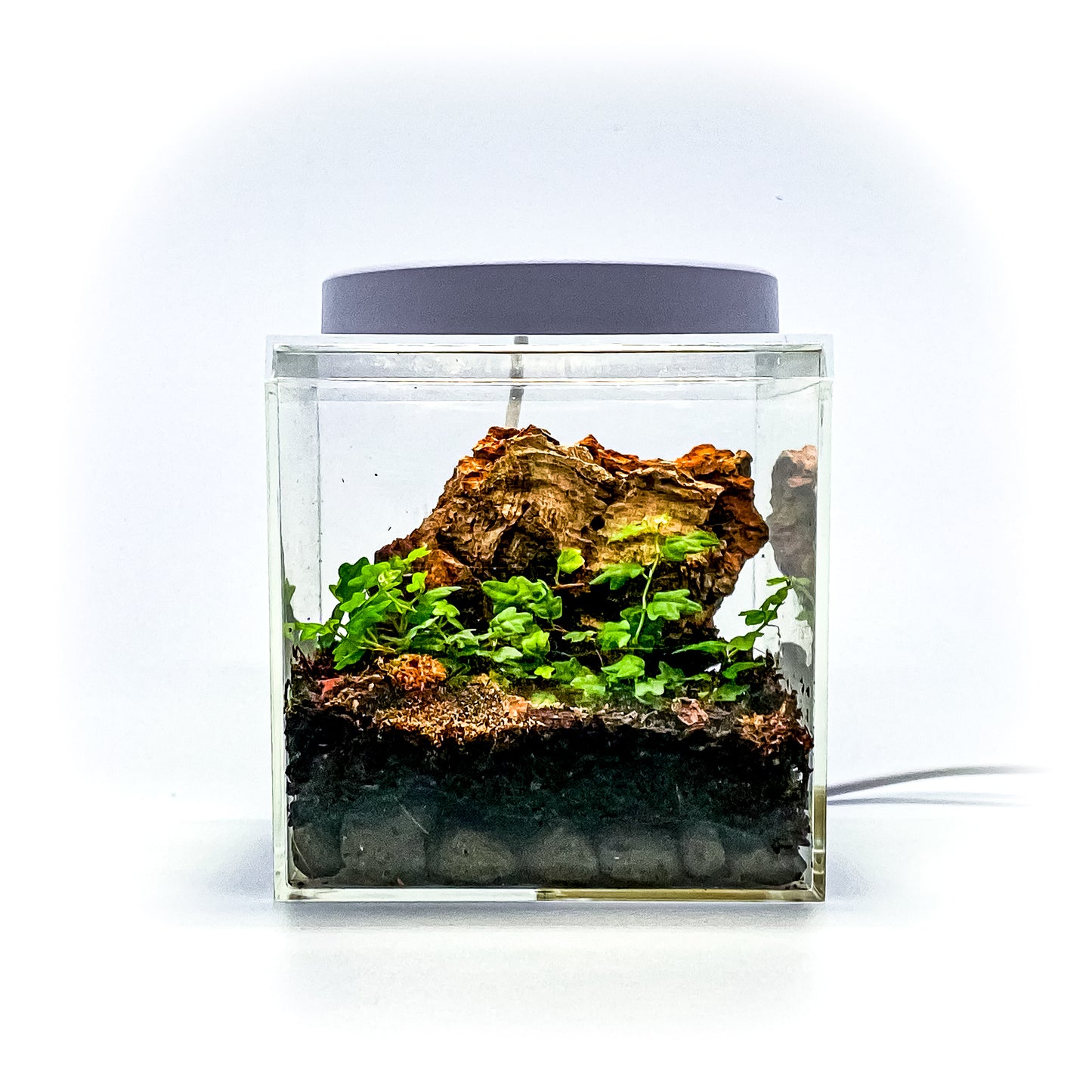 The Tiny Terrarium Kit (Live Isopods and Plants)