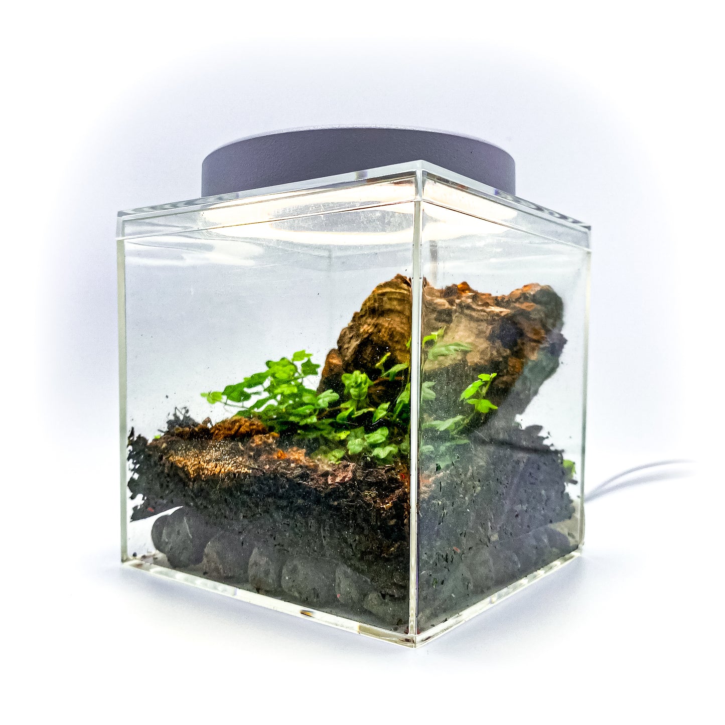 The Tiny Terrarium Kit (Live Isopods and Plants)