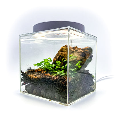 Complete Terrarium Kit - 6 Inch